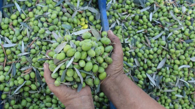 Bu sene bereket yılı, dünya talep ediyor