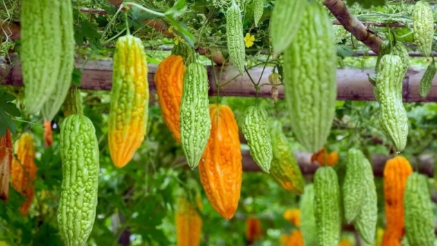 Bu ürün mide asidini yok ediyor