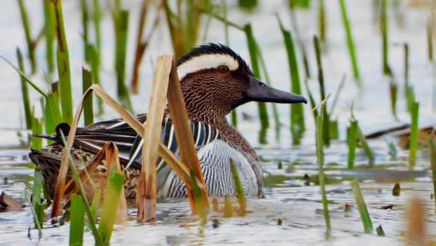 Bu yılın ilk ördeği Hersek Lagününde