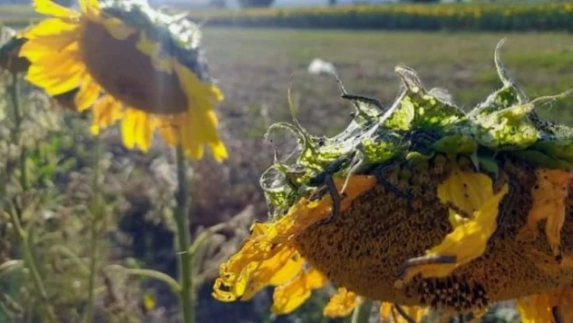 Bursa'da çayır tırtılı ile kimyasal mücadele başlatıldı