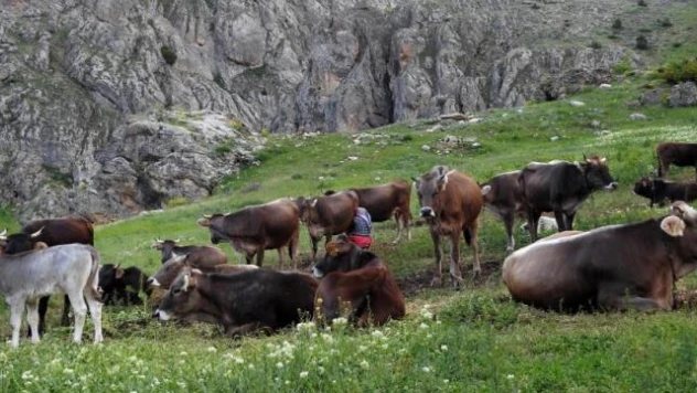 Büyükbaş hayvan sayısında düşüş