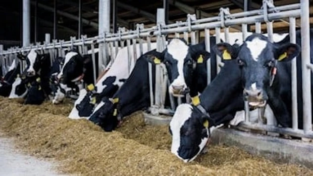 Büyükbaş ve küçükbaş hayvan sayısında azalma yaşandı