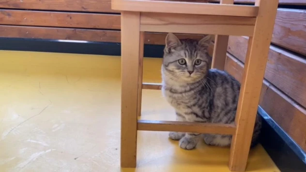 Büyükşehir'in Engelsiz Yaşam Merkezi'nin yeni üyesi 'Şeker'