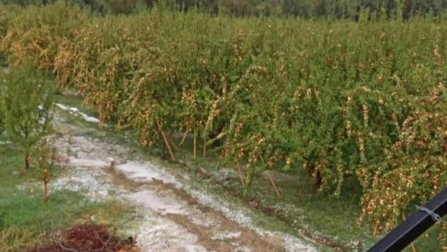 Çamardı'da dolu yağışı elmalara zarar verdi