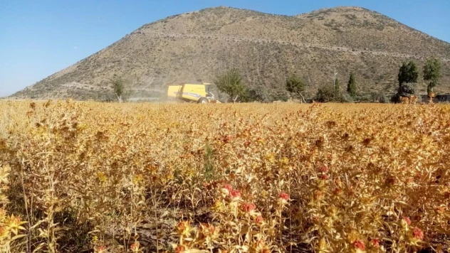 Çiftçi belediye Talas şimdi de Aspir hasadı yaptı