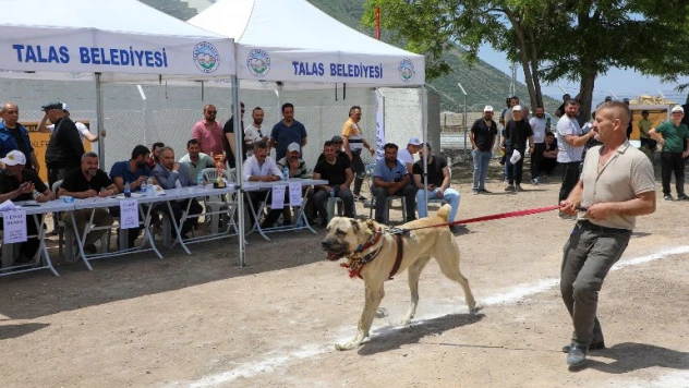 Çoban Köpekleri Güzellik Yarışması
