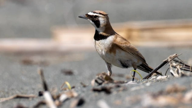 Çöl kulaklı toygarı kuşu Türkiye'de ilk kez Hatay'da gözlemlendi