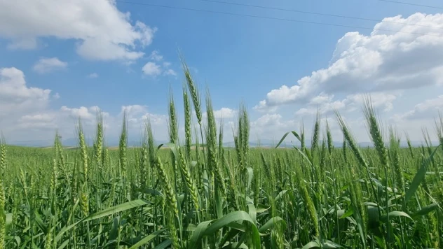 Çukurova'da etkili olan yağışlar verim kaybını azalttı