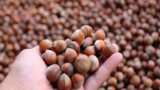 Cumhurbaşkanı, fındık fiyatını Ordu'da açıklayacak