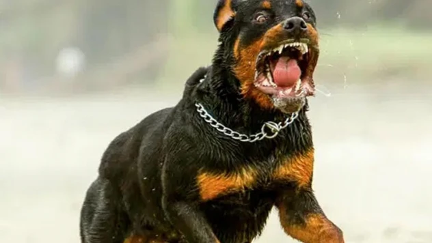 Danimarka'da Kur'an-ı Kerim'e yönelik saldırılar devam ediyor