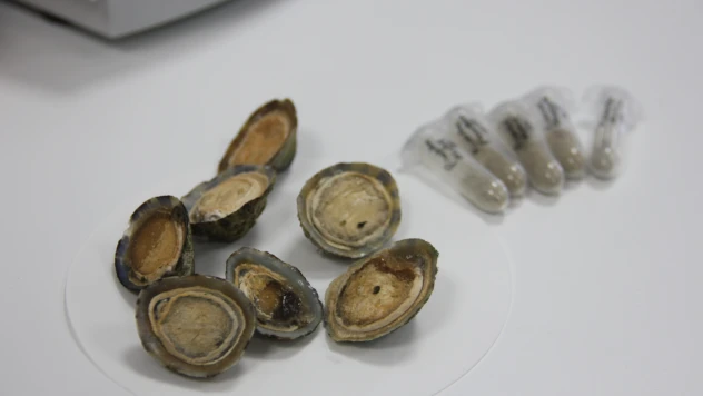 Deniz salyangozundan kanser ilacı adayları ürettiler