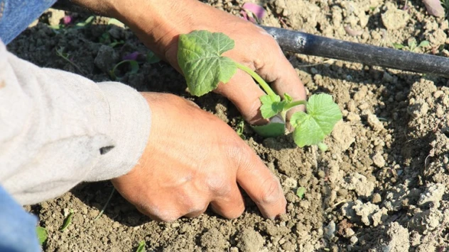 Deprem bölgesi Hatay'da çiftçiler, üretime geçmeye başladı