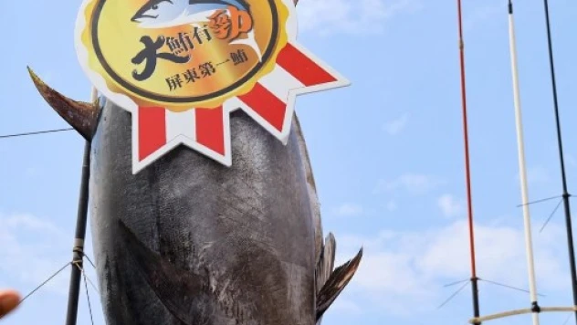 Dev ton balığı rekor fiyata satıldı