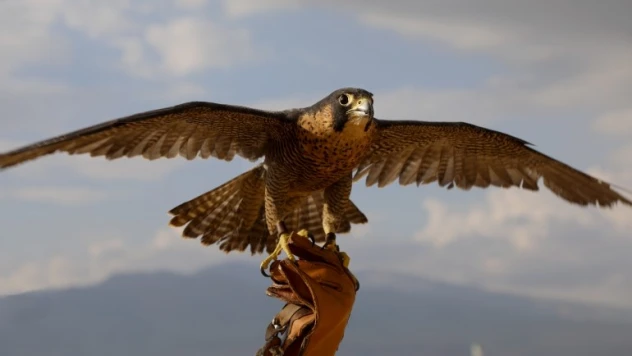 Doğancılık kültürü Niğde'de yaşatılıyor