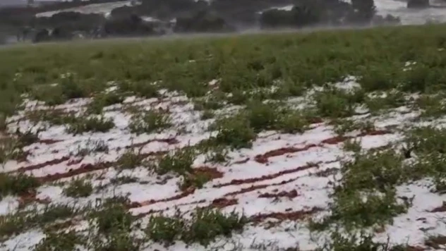 Dolu yağışı üzüm bağlarını vurdu
