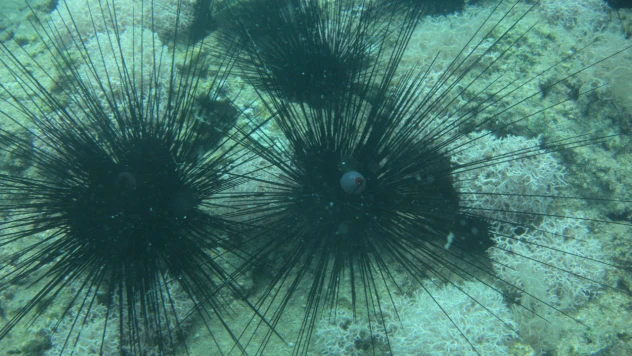 Dünyada ilk gerçekleşiyor: İnsan gözüyle bir deniz tropikleşiyor