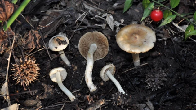 Dünyada sadece Türkiye'de yetişen sığla ormanlarında yeni bir mantar türü keşfedildi