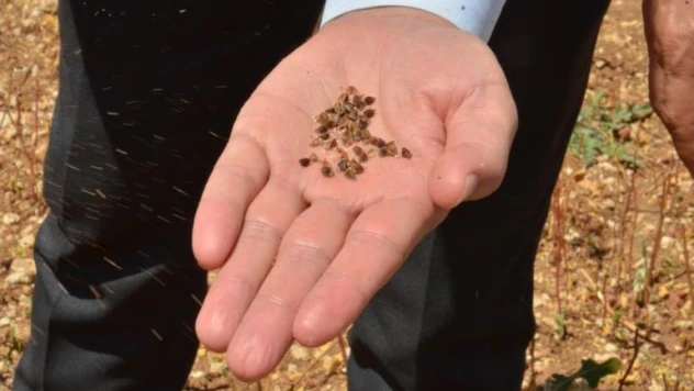 Dünyanın en iyi balını üretmek için ekti, çölyak hastalarına da umut oldu