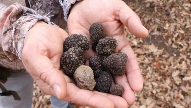 Dünyanın en pahalı mantarından yılda 225 kilo toplanabilecek