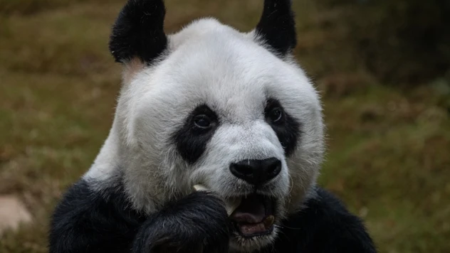 Dünyanın en yaşlı pandası 35 yaşında öldü