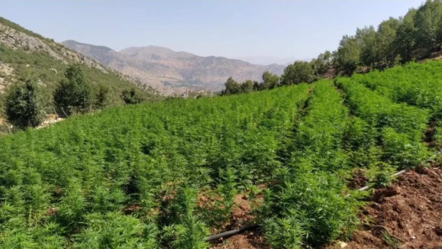 Eren Abluka-34 operasyonda 10 milyon kök kenevir ve 800 kilogram esrar ele geçirildi
