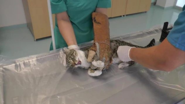 ERÜ Hayvan Hastanesi, 2022 yılının ilk yarısında 9 bin 330 hasta kabul etti