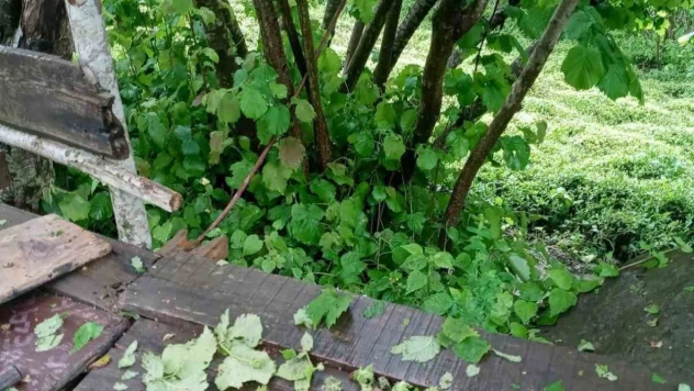 Fındık büyüklüğünde yağan dolu fındığa zarar verdi