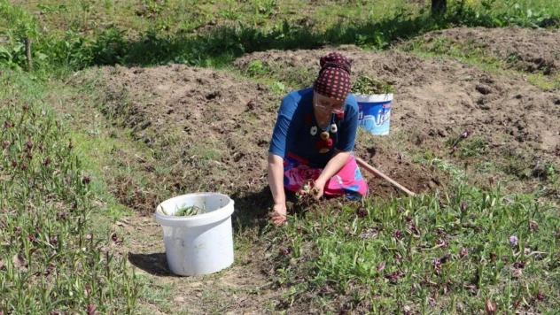 Fındık diyarı Ordu'da salep hasadı başladı