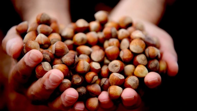 Fındık fiyatı düşüşe geçti