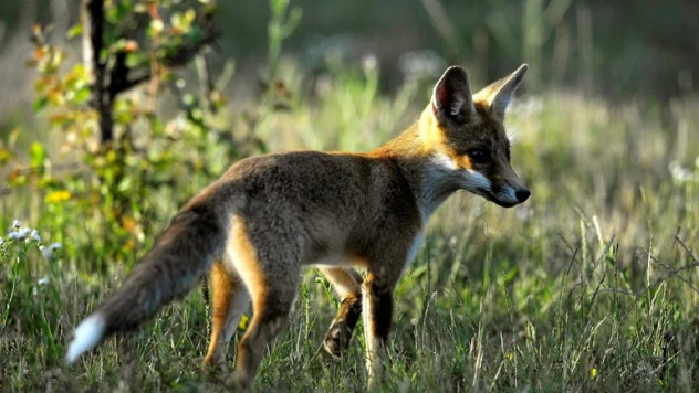 Fransa'da kuş gribi tespit edildi