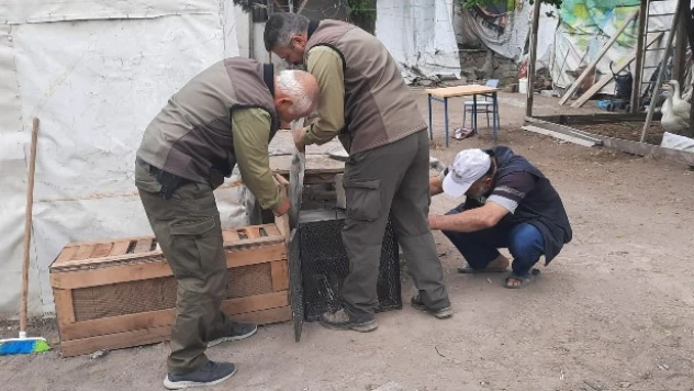 Girdiği kümeste mahsur kalan tilkiyi ekipler kurtardı
