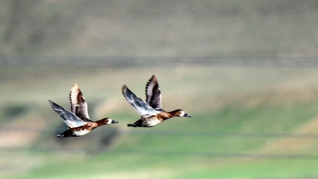 Göçmen kuşların Afrika- Asya yolculuğunun mola noktası