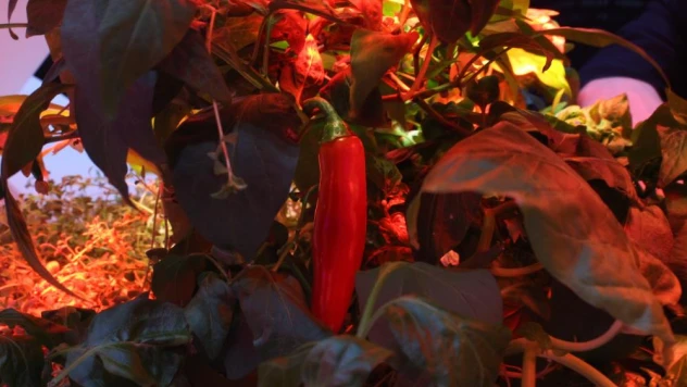 Güneş ve toprak olmadan 105 türde bitki yetiştirildi