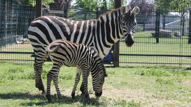 Hayvanat Bahçesi'nde yeni doğan zebra ilgi odağı oldu