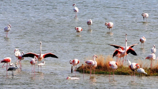Hersek Lagünü, Dünya Göçmen Kuşlar Günü'nde Avrupalı öğrencileri ağırladı