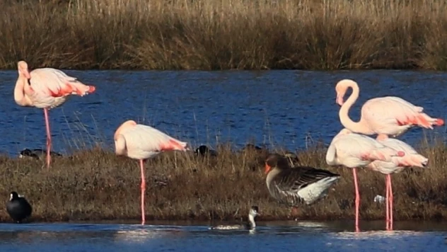 Hersek Lagünü'ndeki kuş türü sayısı 250'ye ulaştı