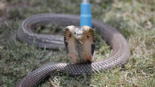 Hintli kadın, erkek arkadaşını zehirli kobra ile öldürdü