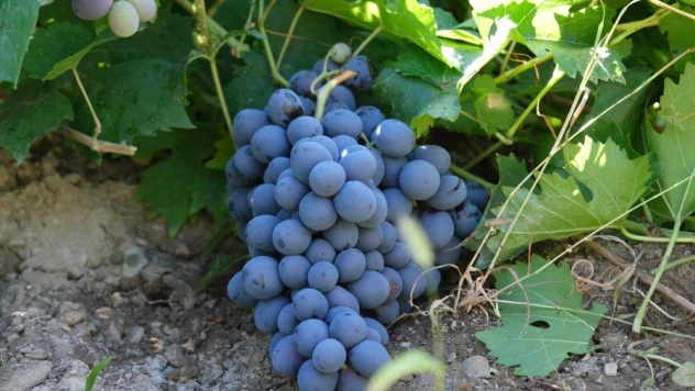 İki asırlık bağlarda tescilli Cimin üzümü