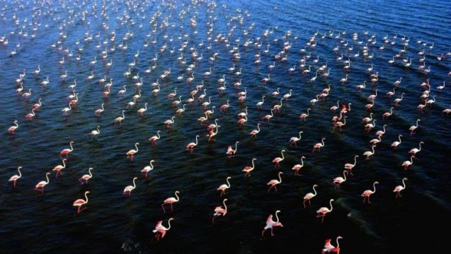 İklim Şurası'nda 217 karar alındı