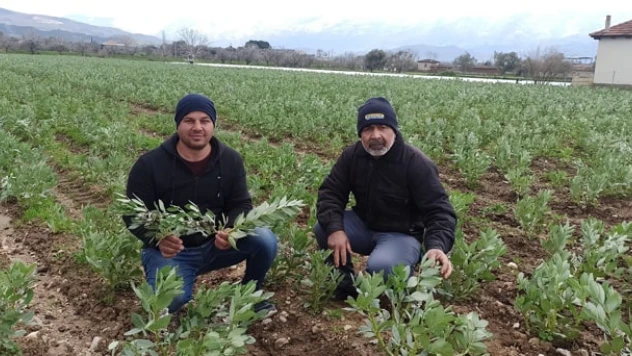 İlkbaharın ilk sebzesi soğuk hava nedeniyle gecikti