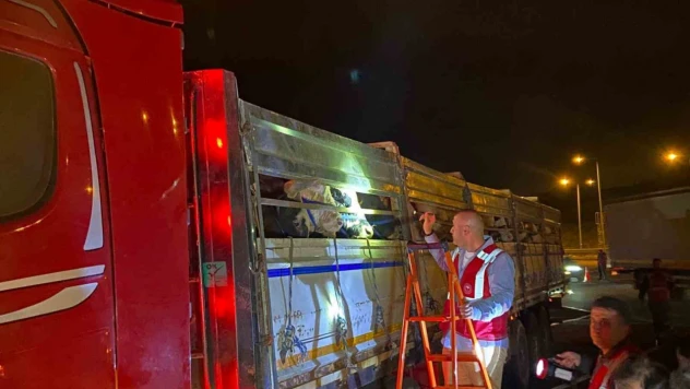 İstanbul'a kurbanlık hayvan girişleri başladı