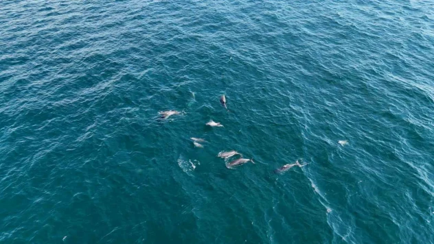 İstanbul'da yunus akını havadan görüntülendi