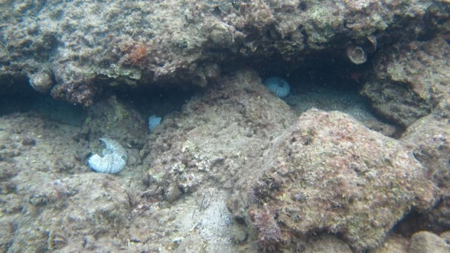 İstilacı dikenli zehirli deniz kestanesi popülasyonunda toplu ölümler yaşanıyor