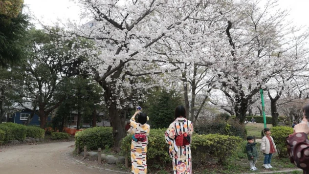 Japonya'da kiraz çiçekleri açtı, halk parklara akın etti