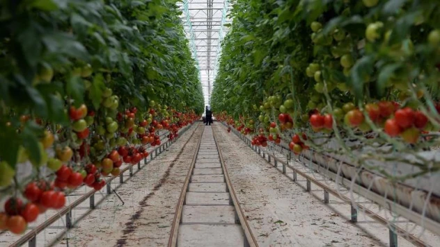 Jeotermal sera projesinin yeri belli oldu