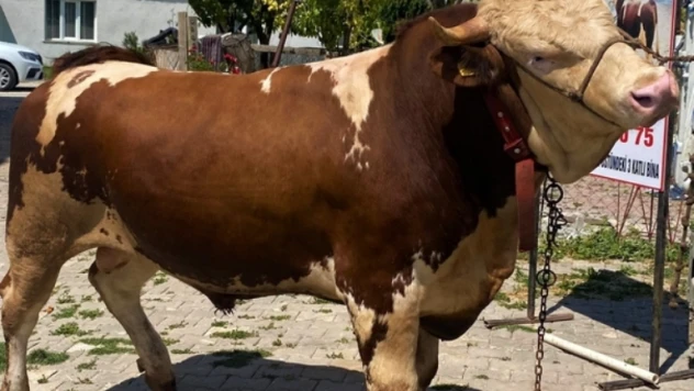 Kayseri 2022 Yıllı  Kurbanlık Fiyatları