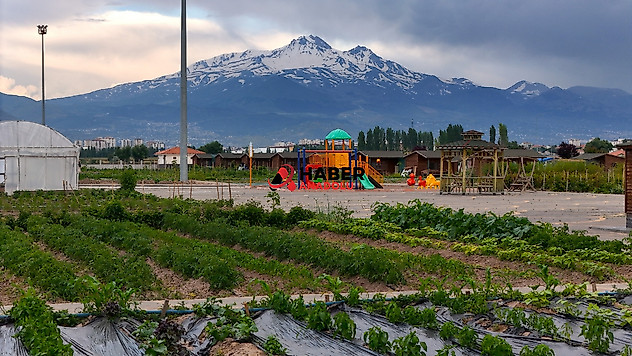 Kayseri Büyükşehir'den kimyon üretimine destek