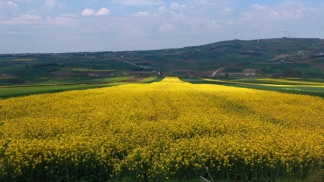 Kayseri'de aspire kardeş 'kanola' geliyor