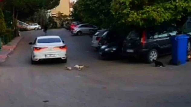 Kediyi ezip kaçan sürücüye 4 bin 554 lira ceza kesildi