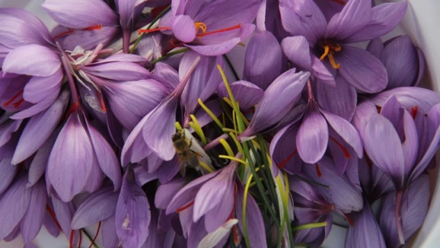 Kilosu 100 bin liradan satılıyor, 80 bin çiçekten yarım kilo üretiliyor